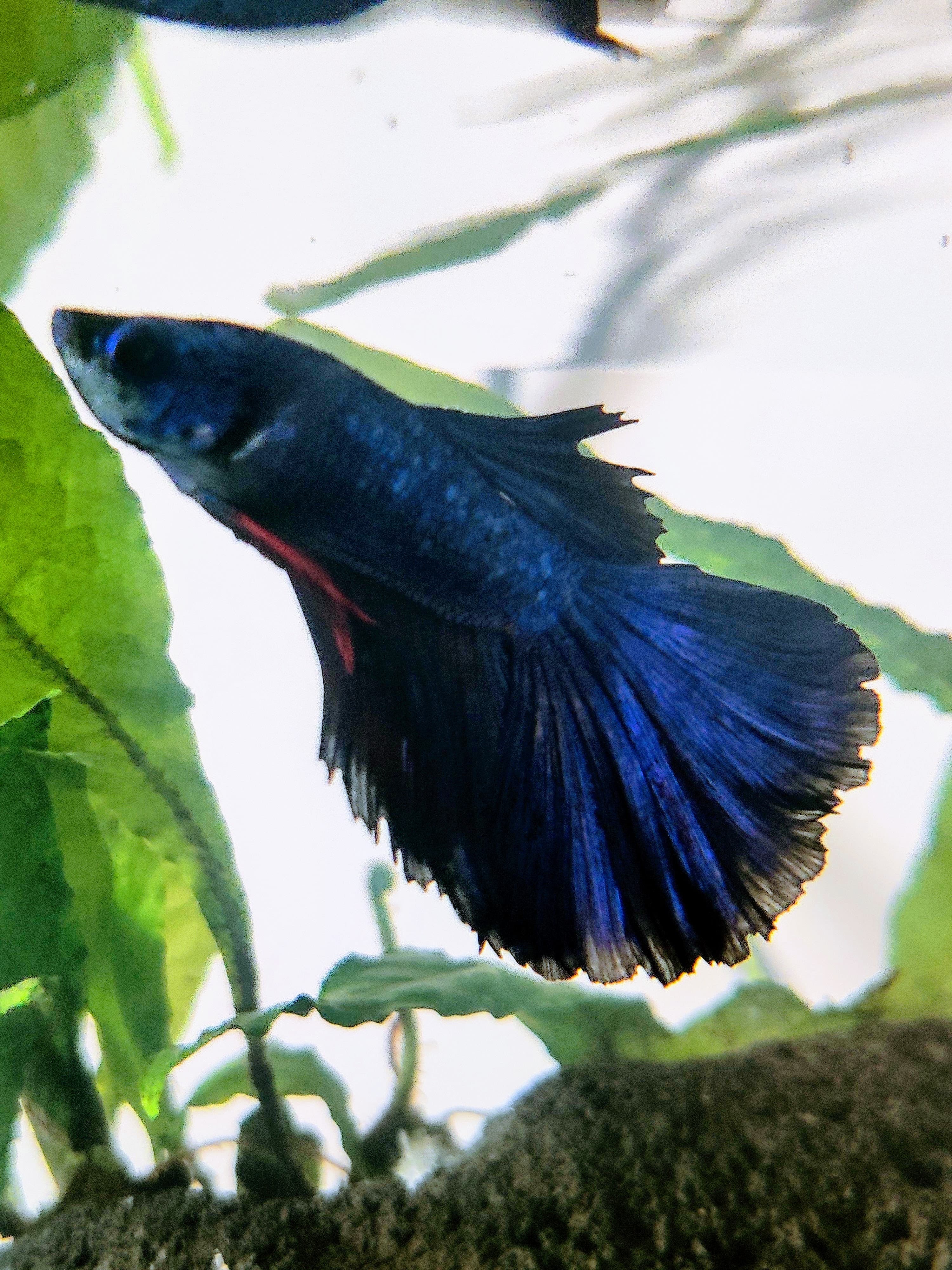 BETTA