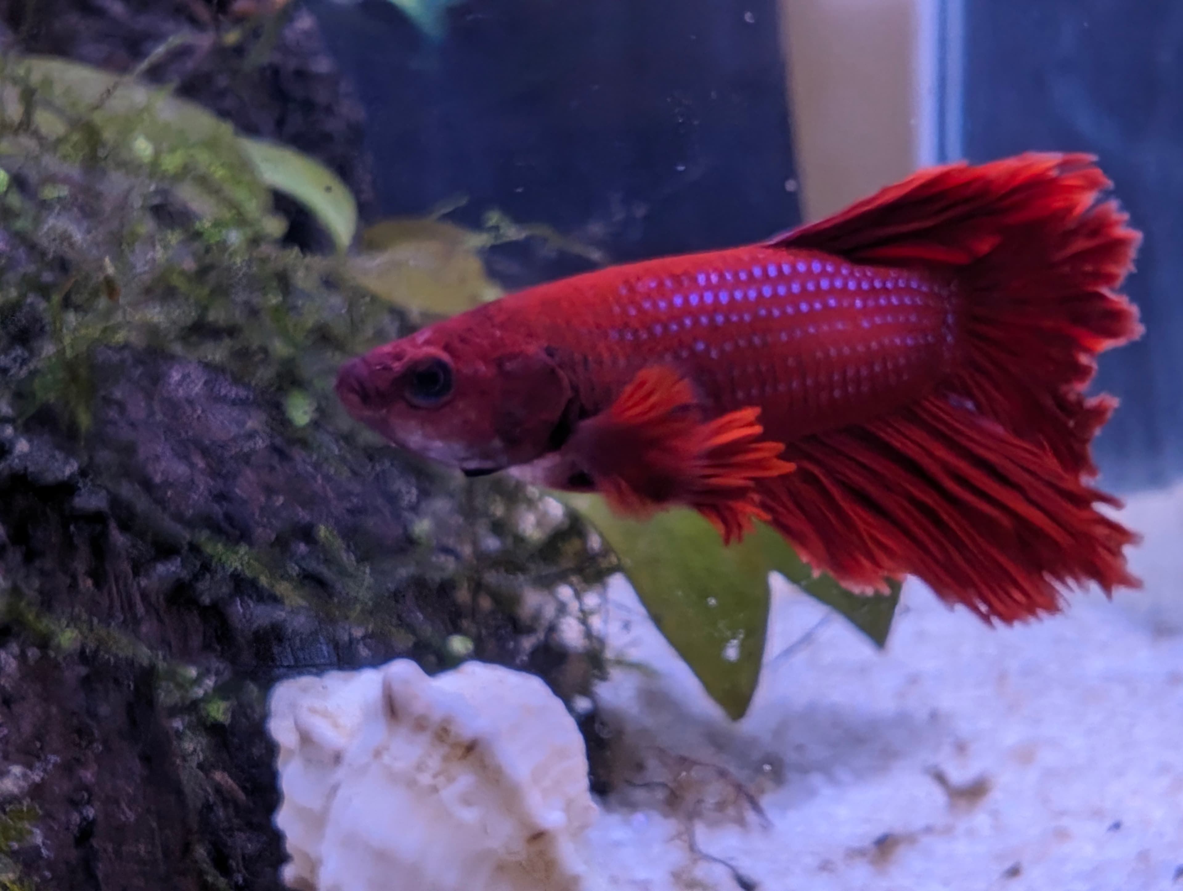 fish — view 1 of 3